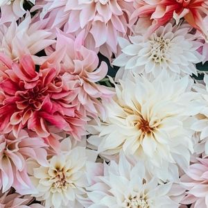 Meet your Posher, Rita